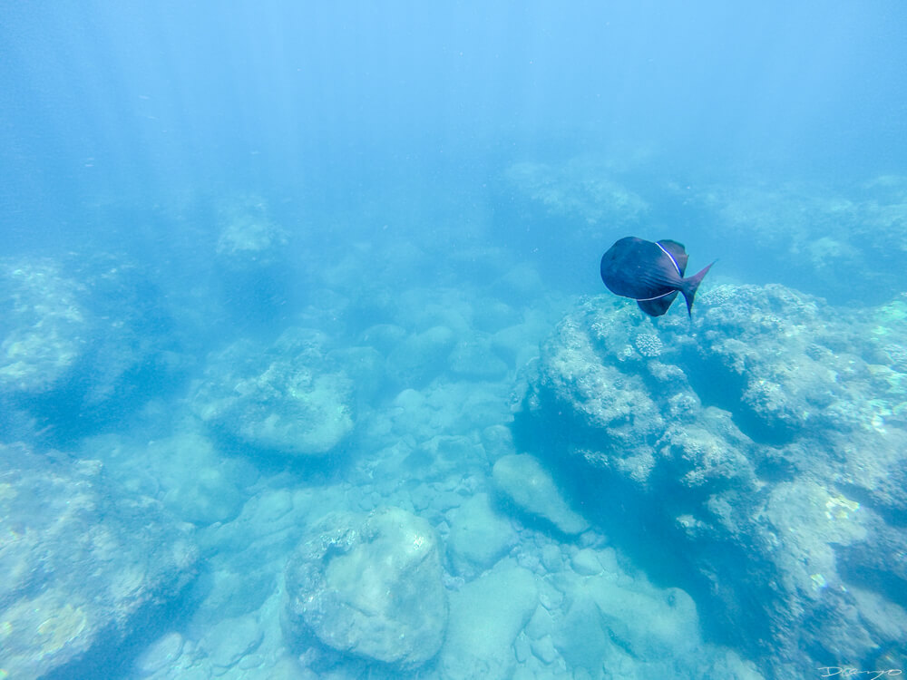 A black trigger fish underwater on the Napali Coast in Hawaii